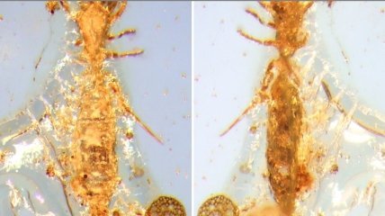 Ученые нашли микро скорпиона мезозойского периода
