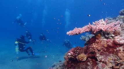 Напечатанные коралловые рифы: технология, которая разнообразит подводную экосистему