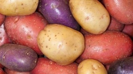 Ученые вывели новый сорт полезного цветного картофеля