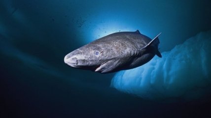 Гренландская акула побила рекорд долгожительства позвоночных