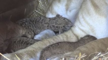 Гибриды животного мира: в США родились первые на планете лилигры самцы (Видео)