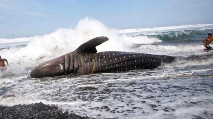 В США выбросились на берег киты