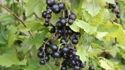 Чёрная смородина - одна из самых полезных в мире ягод