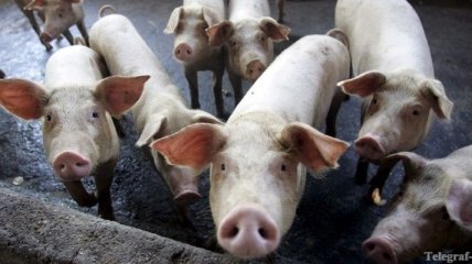 Россия ужесточила проверку грузов из Украины из-за свинной чумы