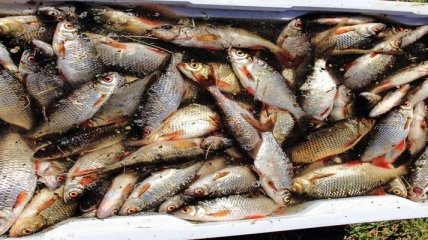 Стали известны данные о вылове рыбы в водоемах Украины
