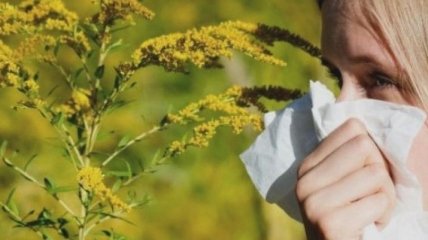 Аллергия на амброзию: все о симптомах и лечении