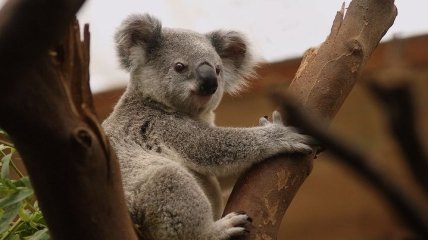 Экологи бьют тревогу: коалы "функционально вымирают" из-за лесных пожаров
