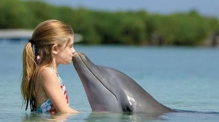 Самые удивительные факты о дельфинах (Фото)