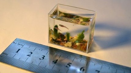 Самый маленький в мире аквариум с рыбками (Фото)