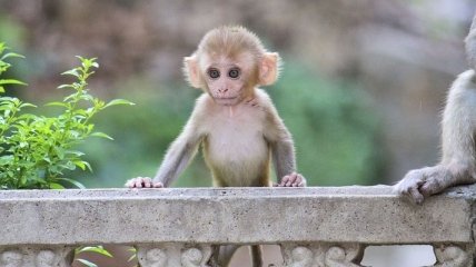 Ученые: жесты младенцев похожие на жесты некоторых обезьян 