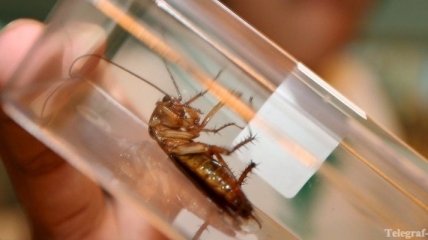 Во Флориде скончался победитель конкурса по поеданию тараканов