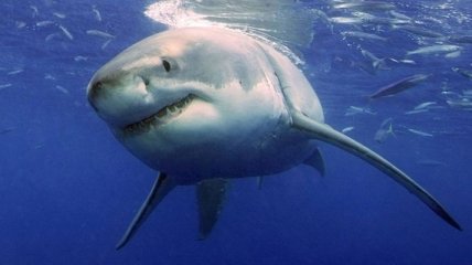 В 2015 году акулы побили рекорд по числу нападений на людей