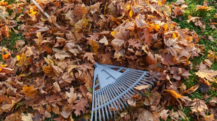 Узнайте, как можно использовать опавшие листья