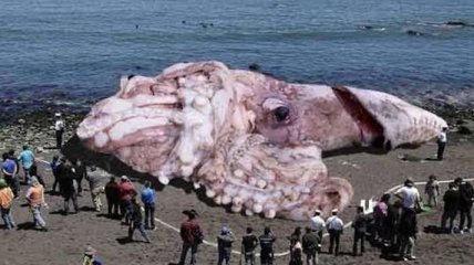 Гигантский кальмар размером в 50 метров найден на побережье  