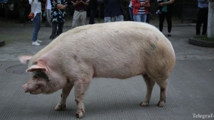 Министр в Румынии оправдывается за сравнение сжигания свиней и евреев