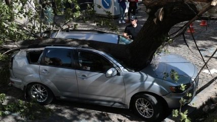 В центре Львова на нардепа упало дерево