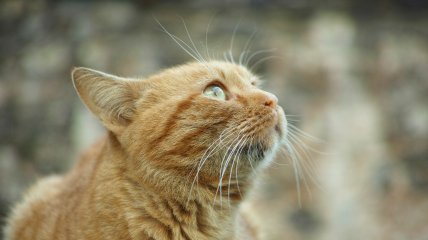 По усам кота можно определять его настроение