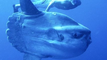 Ученые обнаружили в океане удивительную гигантскую рыбу