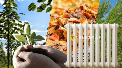 Плантации не только обеспечивают тепло, но и улучшают почву