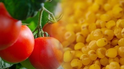 Чем подкармливать томаты
