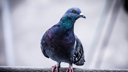 В Австралии почти три недели выясняли, нужно ли казнить голубя: детали курьезной истории