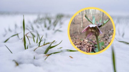 Чемерник красный