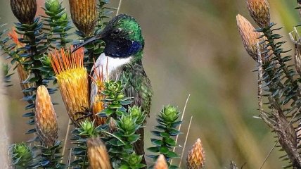 В Эквадоре был обнаружен новый вид колибри 