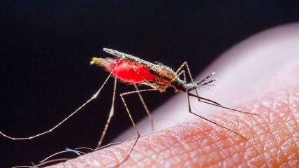Малярия попала в Украину из африканских стран на кораблях: из пятерых заболевших один умер, двоих ищут