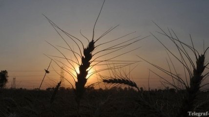 Урожай зерновых из-за непогоды может сократиться до 40 млн тонн
