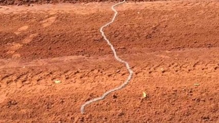 В Австралии волосатые гусеницы выстроились в ряд и переползли дорогу (Видео)