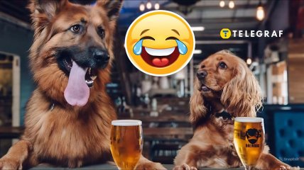 Пиво для собак