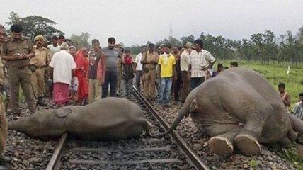 В Индии под поезд попало стадо слонов