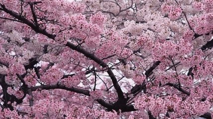 На Закарпатье уже цветет сакура
