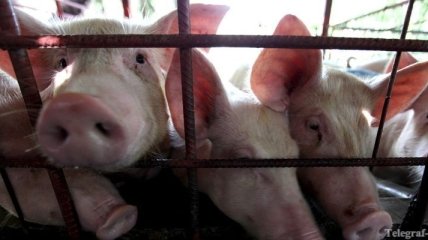 В Полтавской области уничтожат более 700 свиней