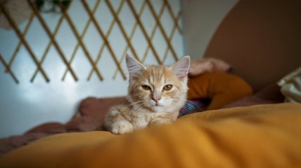 Домашним котам необходимо немало внимания