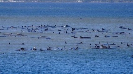 Сотни черных дельфинов застряли на мелководье у берегов Тасмании: треть из них уже погибла (Видео)