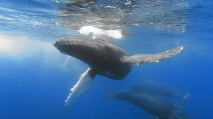 Редкий вид китов в Новой Зеландии 