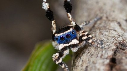 Австралийский биолог обнаружил новый вид пауков (Видео)