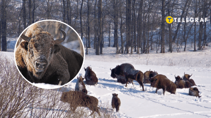 Бродовская группа зубров
