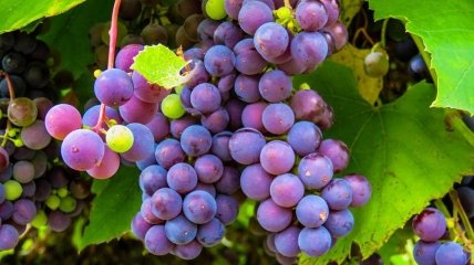 Чем удобрять виноград