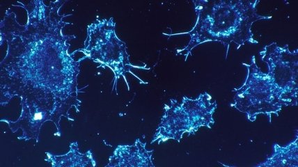 Что способствует иммунной системе распознавать опухоли 