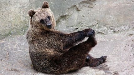 Зима пришла: медведи Менского зоопарка впадают в спячку