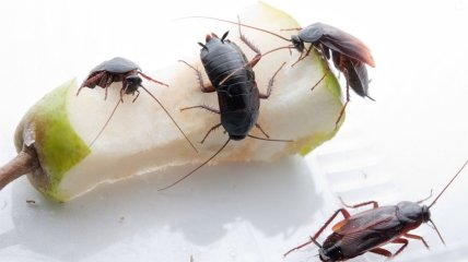 Тараканы – очень неприятная, но решаемая проблема