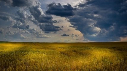 Грозит ли украинцам дефицит пшеницы? Министр экономики развеял слухи