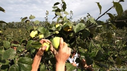 Украинских яблок становится все больше