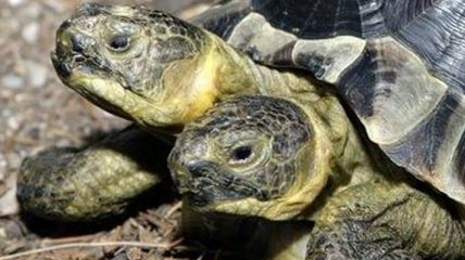 Ученые нашли двуглавую морскую черепаху  