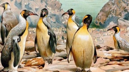 Ученые нашли останки древнего пингвина размером с человека