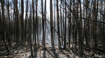 В Канаде горит 240 га леса
