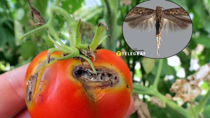 Томатная минирующая моль или томатная муха