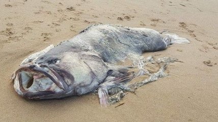 На пляже в Австралии нашли двухметровую рыбу-монстра